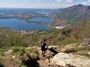 Monte Barro ad anello ‘fiorito’ da Galbiate-17apr23 - FOTOGALLERY